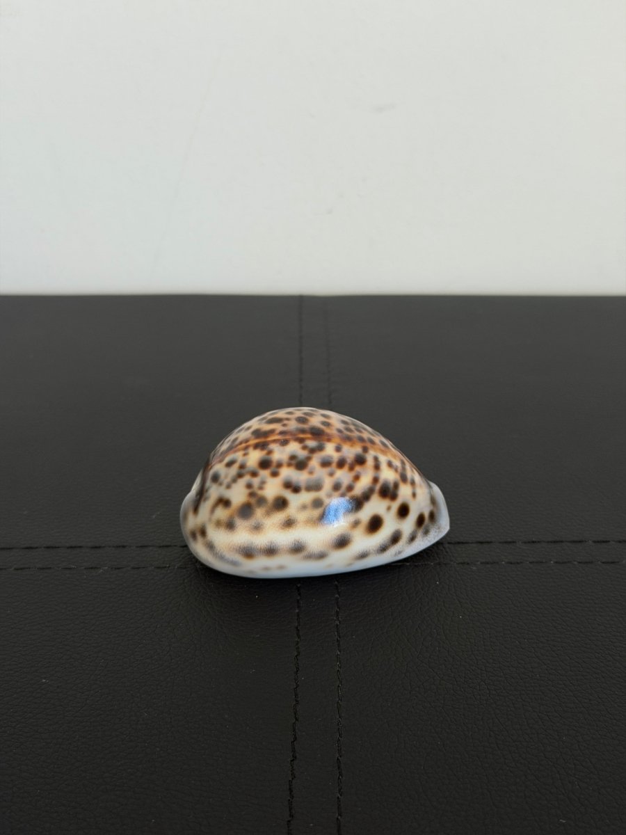 Vintage Tiger Cowrie Shell ShellsHaus of Moss + Moon- Haus of Moss and Moon