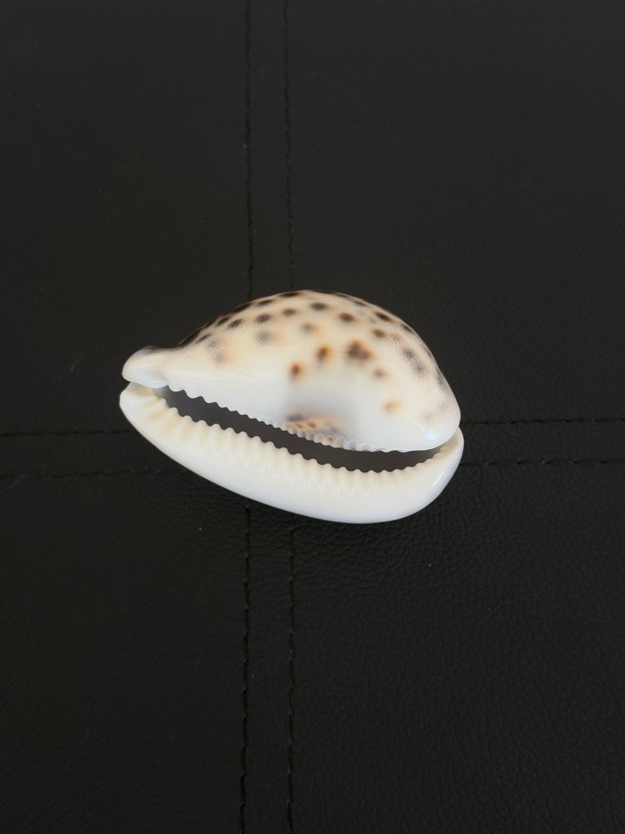 Vintage Tiger Cowrie Shell ShellsHaus of Moss + Moon- Haus of Moss and Moon