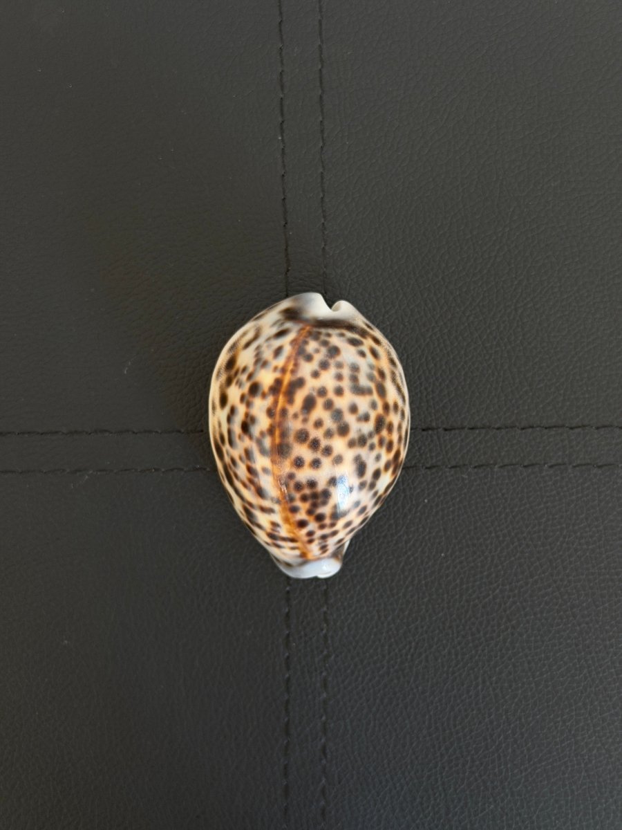 Vintage Tiger Cowrie Shell ShellsHaus of Moss + Moon- Haus of Moss and Moon