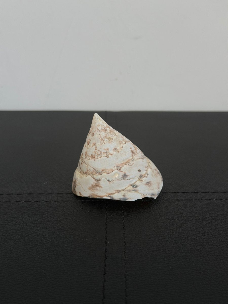 Vintage Trochus Shell ShellsHaus of Moss + Moon- Haus of Moss and Moon