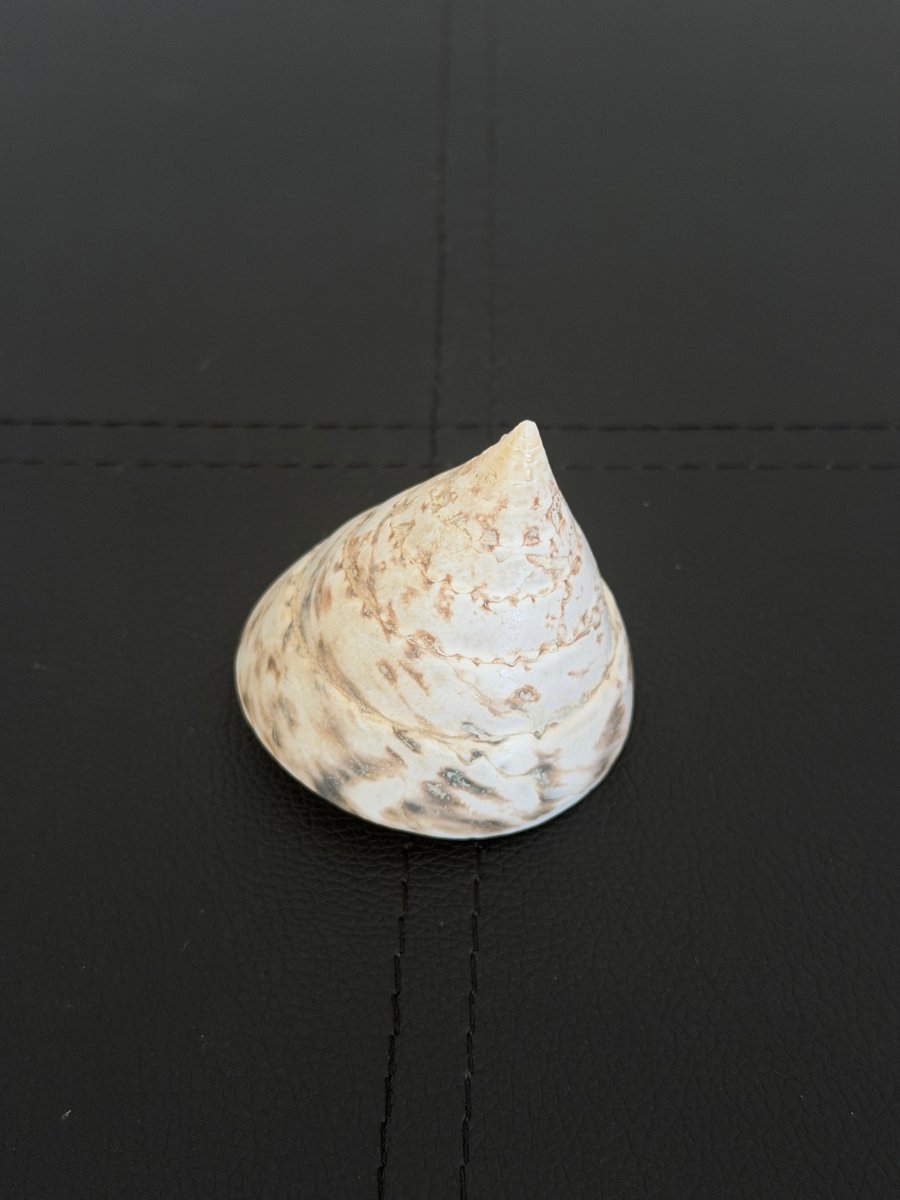 Vintage Trochus Shell ShellsHaus of Moss + Moon- Haus of Moss and Moon
