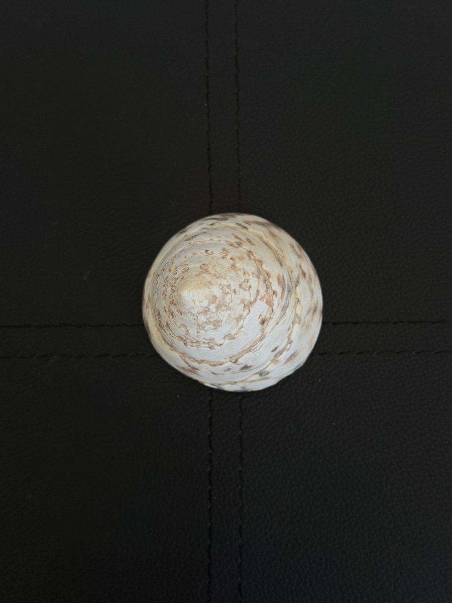 Vintage Trochus Shell ShellsHaus of Moss + Moon- Haus of Moss and Moon
